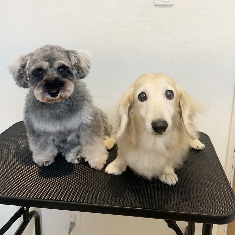 卒業犬ラムちゃんの近況☆
